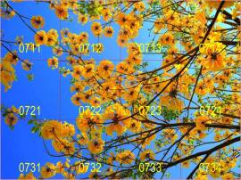 Modus Q Deco Sky Panel - 38W 4000lm - Motiv gelbe Blten - Bild vergrern 